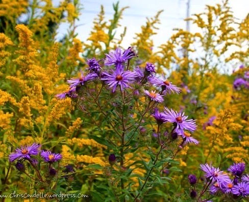 Bracelet - Goldenrod and Asters